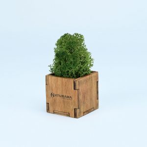 Licheni decorativi cutie 500 grame Verde Inchis