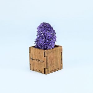 Licheni decorativi cutie 500 grame Mov