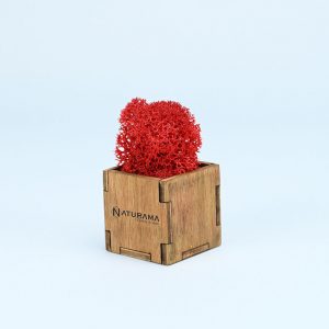 Licheni decorativi cutie 500 grame Rosu