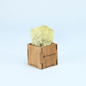 Licheni decorativi cutie 500 grame Alb
