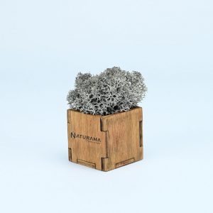 Licheni decorativi cutie 500 grame Gri