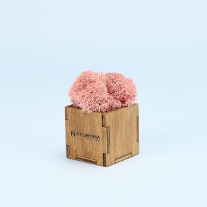 Licheni decorativi cutie 500 grame Roz pudrat
