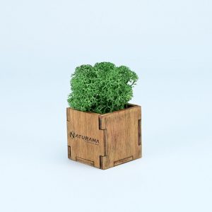 Licheni decorativi cutie 5 kg Verde Mediu