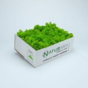 Licheni decorativi Naturama PREMIUM cutie 500 grame Verde Deschis INTENS