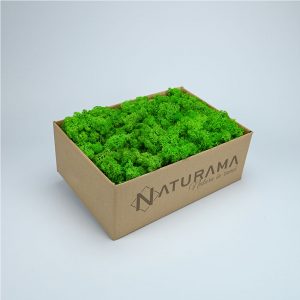 Licheni decorativi cutie 500 grame Verde Deschis