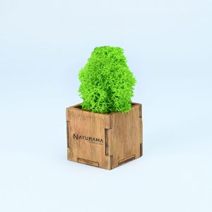 Licheni decorativi cutie 5 kg Verde Deschis