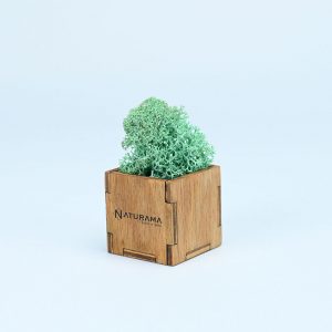 Licheni decorativi cutie 500 grame Verde Marin