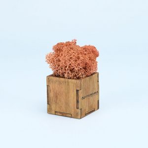 Licheni decorativi cutie 500 grame Rosu Caramiziu