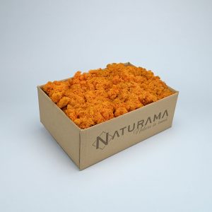 Licheni decorativi cutie 500 grame Orange