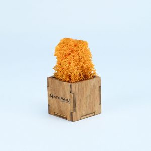 Licheni decorativi cutie 500 grame Orange