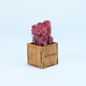 Licheni decorativi cutie 500 grame Visiniu
