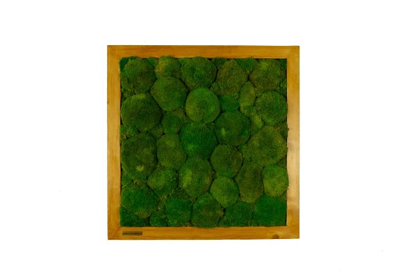 Tablou muschi bombati verde deschis 60x60 cm 4 scaled